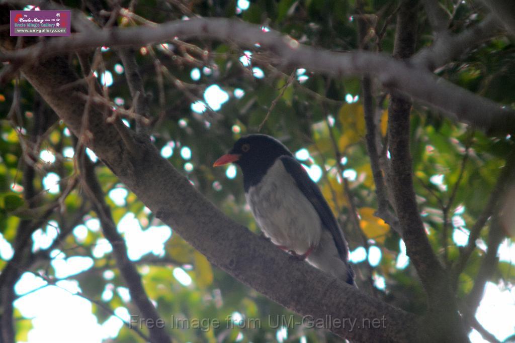 20170212sm-bln-city-park-bird_DSC_8657.JPG