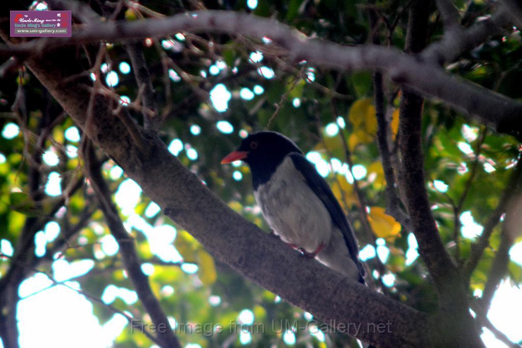 20170212sm-bln-city-park-bird_DSC_8658.JPG