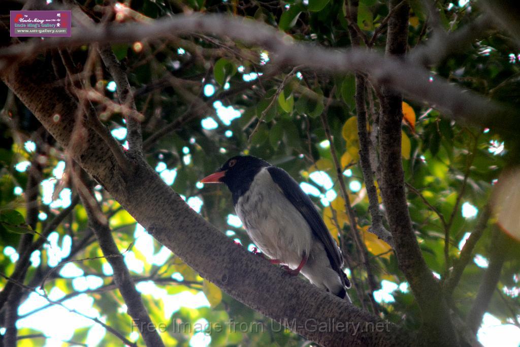 20170212sm-bln-city-park-bird_DSC_8659.JPG