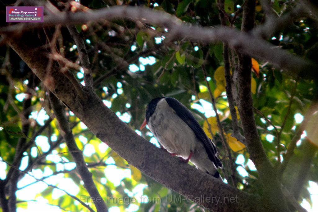 20170212sm-bln-city-park-bird_DSC_8660.JPG