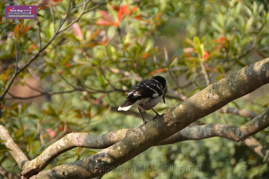 20170212sm-bln-city-park-bird_DSC_8764.JPG