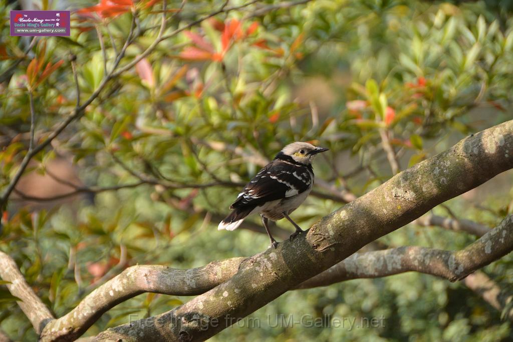 20170212sm-bln-city-park-bird_DSC_8765.JPG