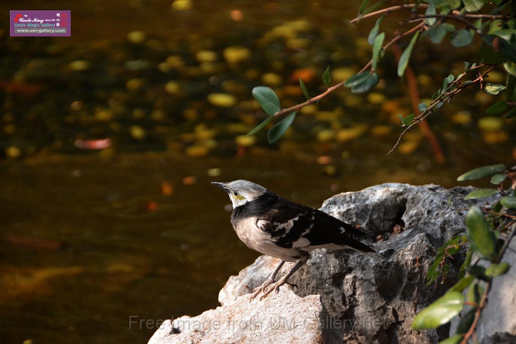 20170212sm-bln-city-park-bird_DSC_8769.JPG