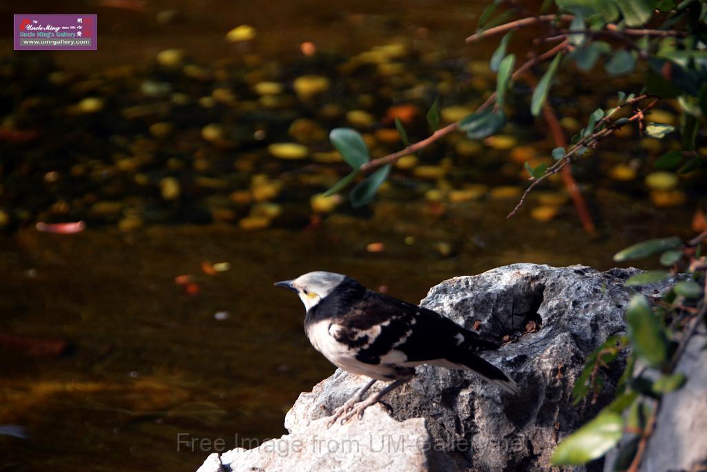 20170212sm-bln-city-park-bird_DSC_8770.JPG