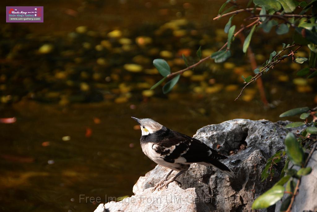 20170212sm-bln-city-park-bird_DSC_8772.JPG