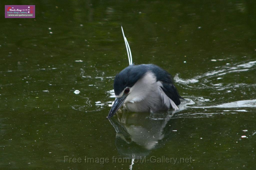 20170212sm-kln-park-bird_DSC_8783.JPG