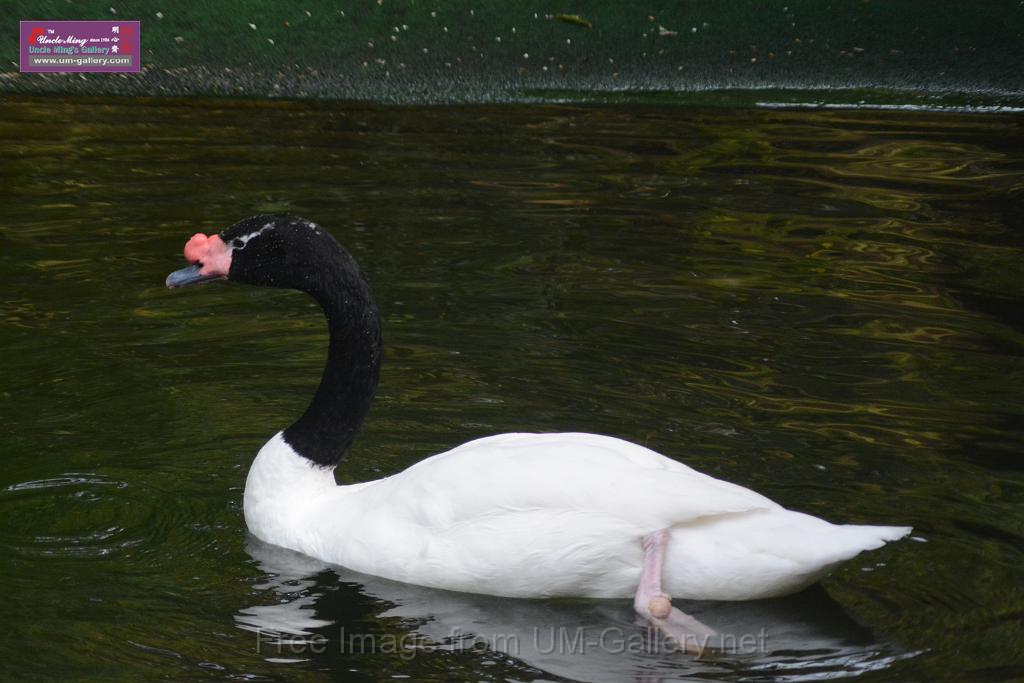 20170212sm-kln-park-bird_DSC_8799.JPG