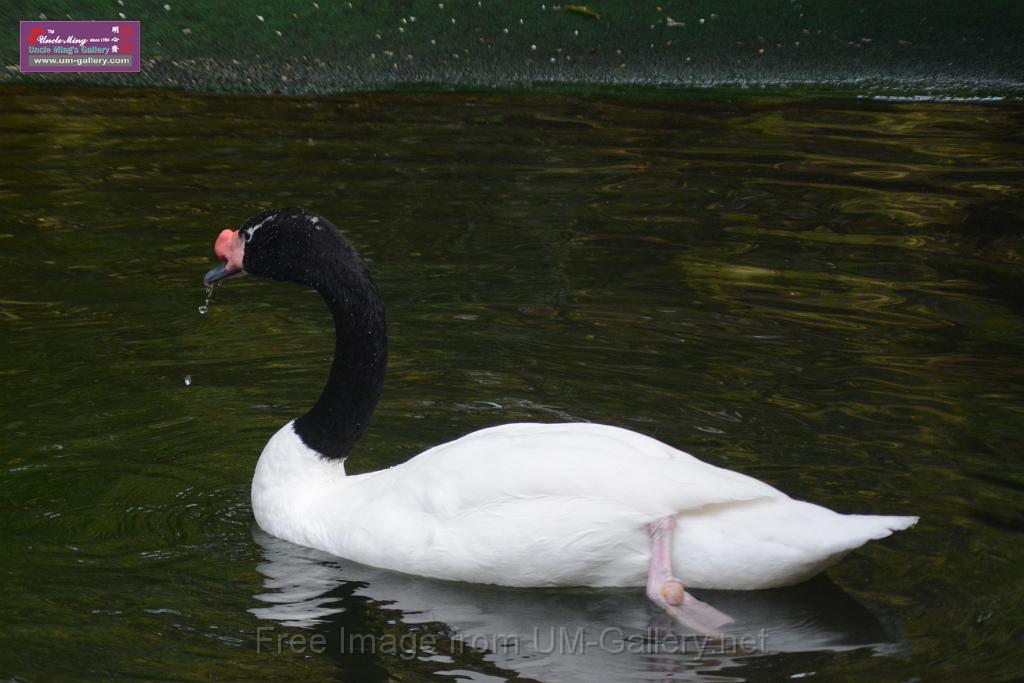 20170212sm-kln-park-bird_DSC_8800.JPG