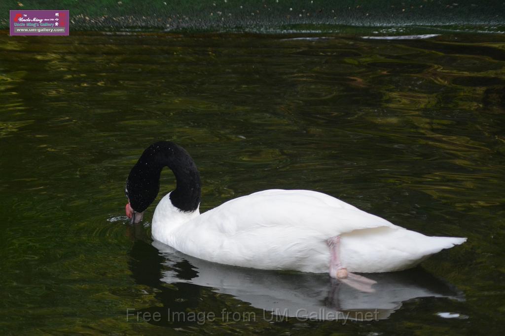 20170212sm-kln-park-bird_DSC_8801.JPG