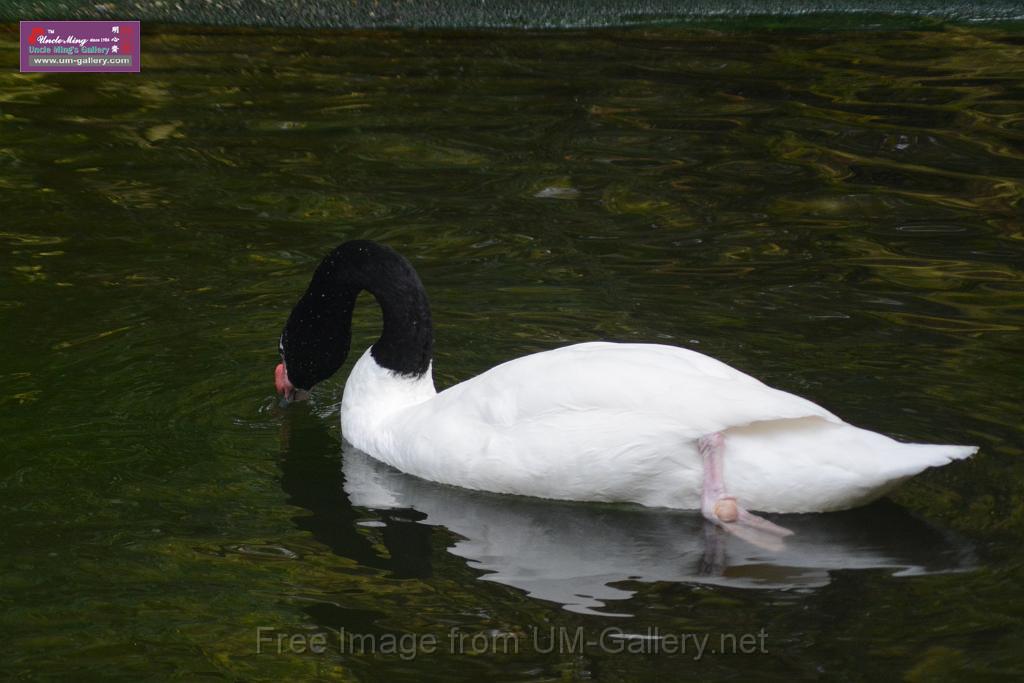 20170212sm-kln-park-bird_DSC_8803.JPG