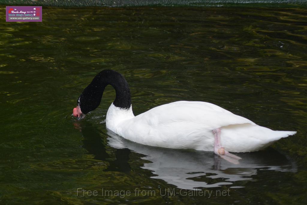 20170212sm-kln-park-bird_DSC_8804.JPG