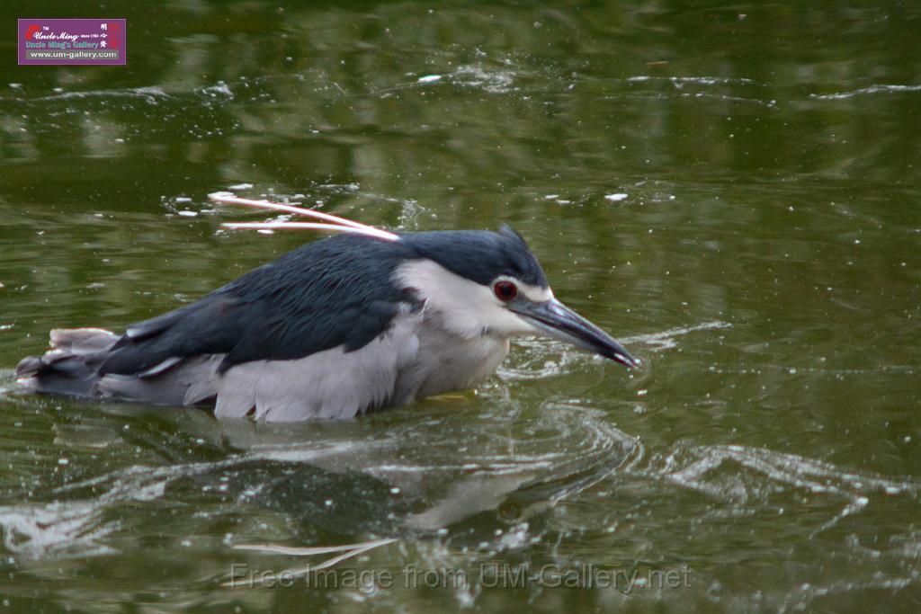 20170212sm-kln-park-bird_DSC_8805.JPG