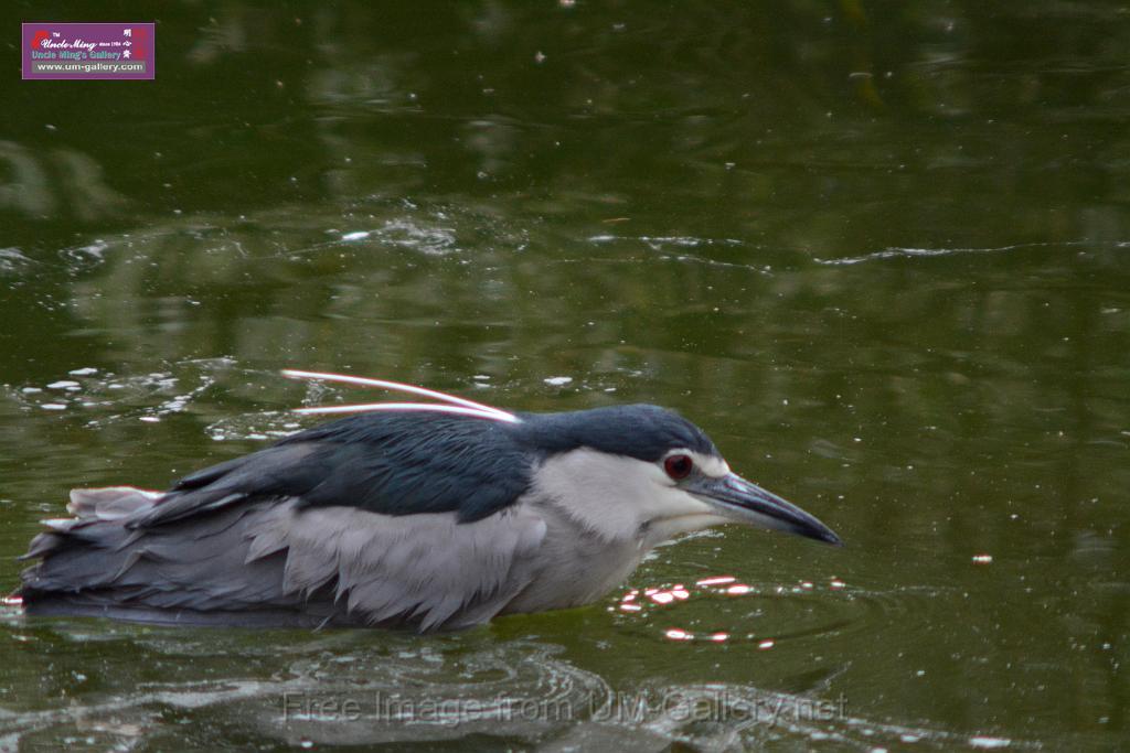 20170212sm-kln-park-bird_DSC_8806.JPG