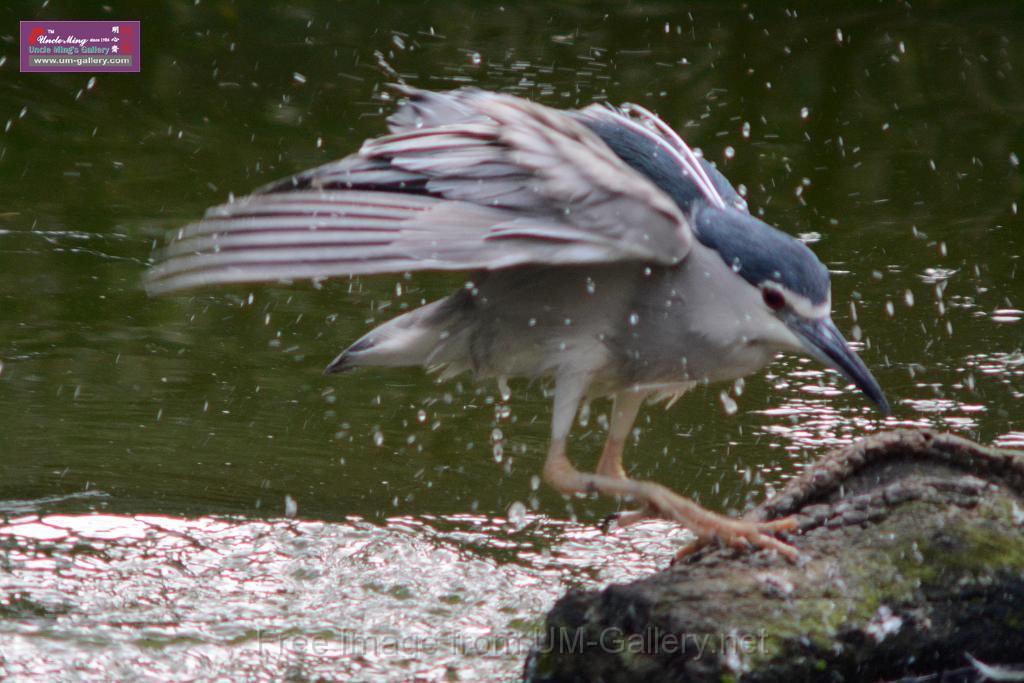 20170212sm-kln-park-bird_DSC_8807.JPG