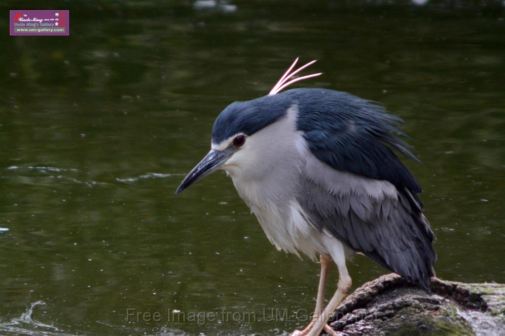 20170212sm-kln-park-bird_DSC_8809.JPG