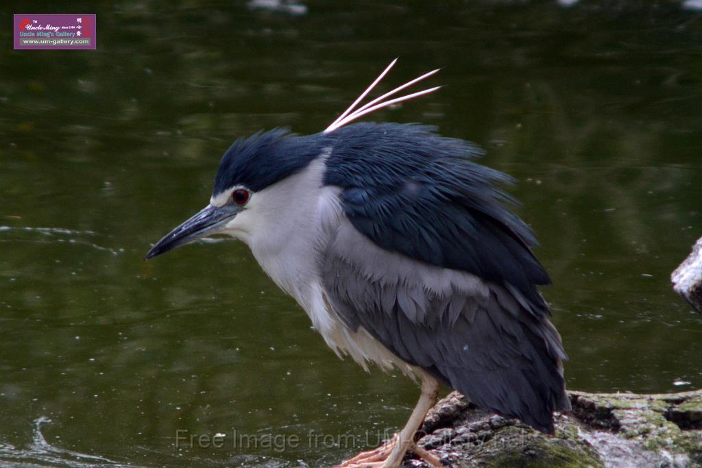 20170212sm-kln-park-bird_DSC_8810.JPG