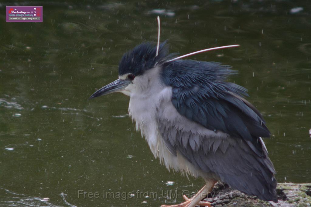 20170212sm-kln-park-bird_DSC_8812.JPG