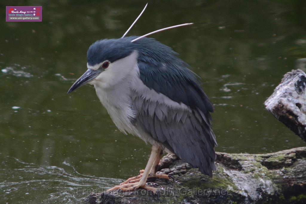 20170212sm-kln-park-bird_DSC_8814.JPG