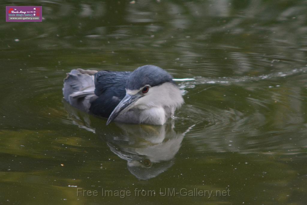 20170212sm-kln-park-bird_DSC_8816.JPG