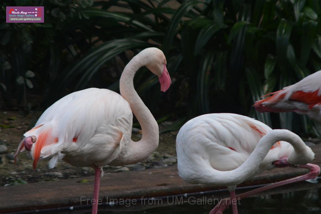 20170212sm-kln-park-bird_DSC_8833.JPG