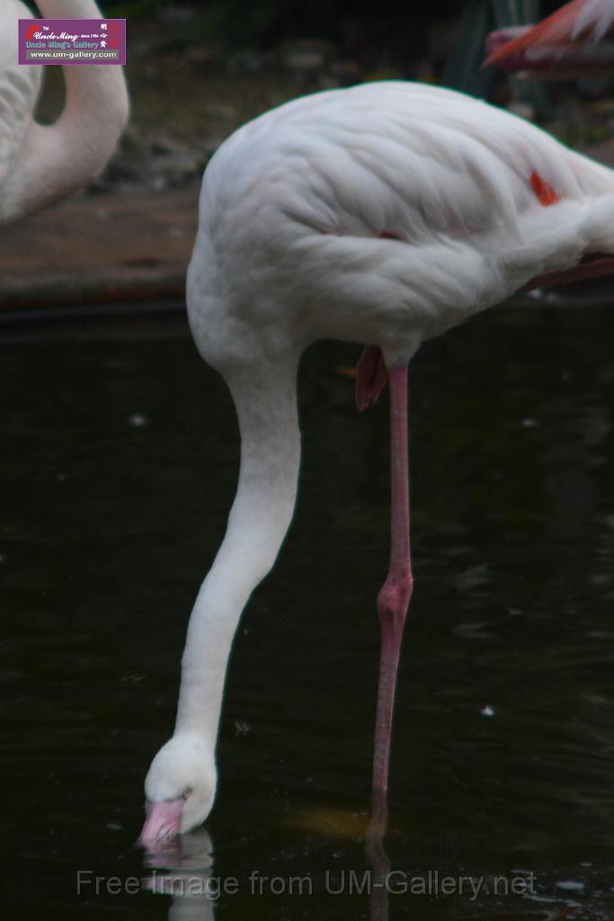 20170212sm-kln-park-bird_DSC_8839.JPG