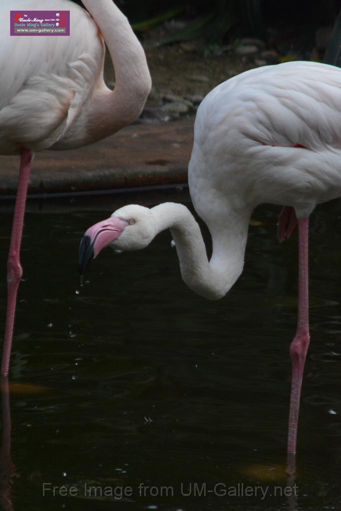 20170212sm-kln-park-bird_DSC_8840.JPG