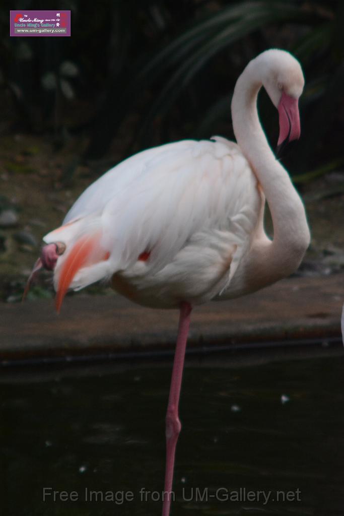 20170212sm-kln-park-bird_DSC_8842.JPG