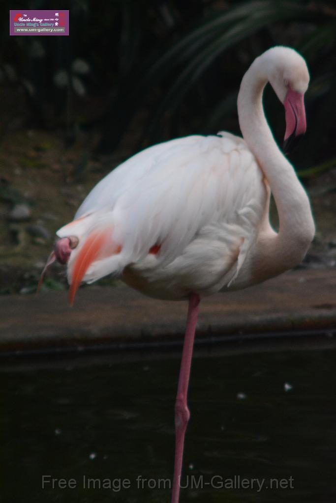 20170212sm-kln-park-bird_DSC_8843.JPG