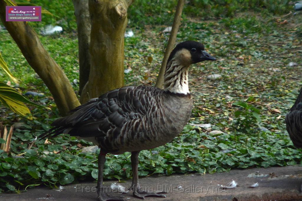 20170212sm-kln-park-bird_DSC_8852.JPG