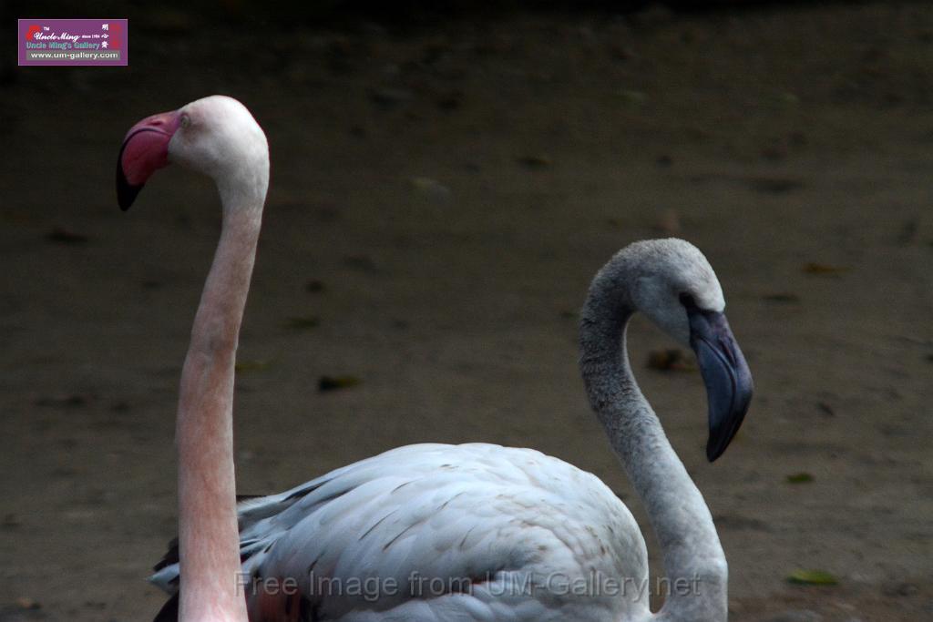 20170212sm-kln-park-bird_DSC_8866.JPG