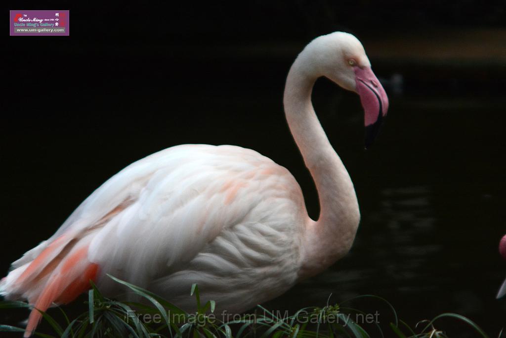 20170212sm-kln-park-bird_DSC_8872.JPG