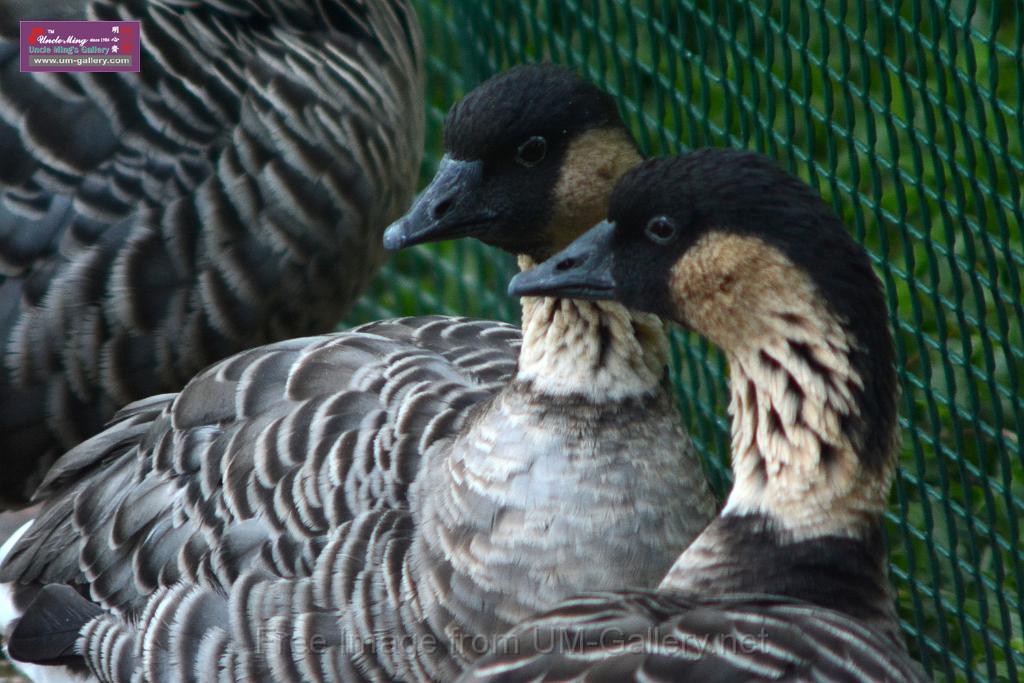 20170212sm-kln-park-bird_DSC_8887.JPG