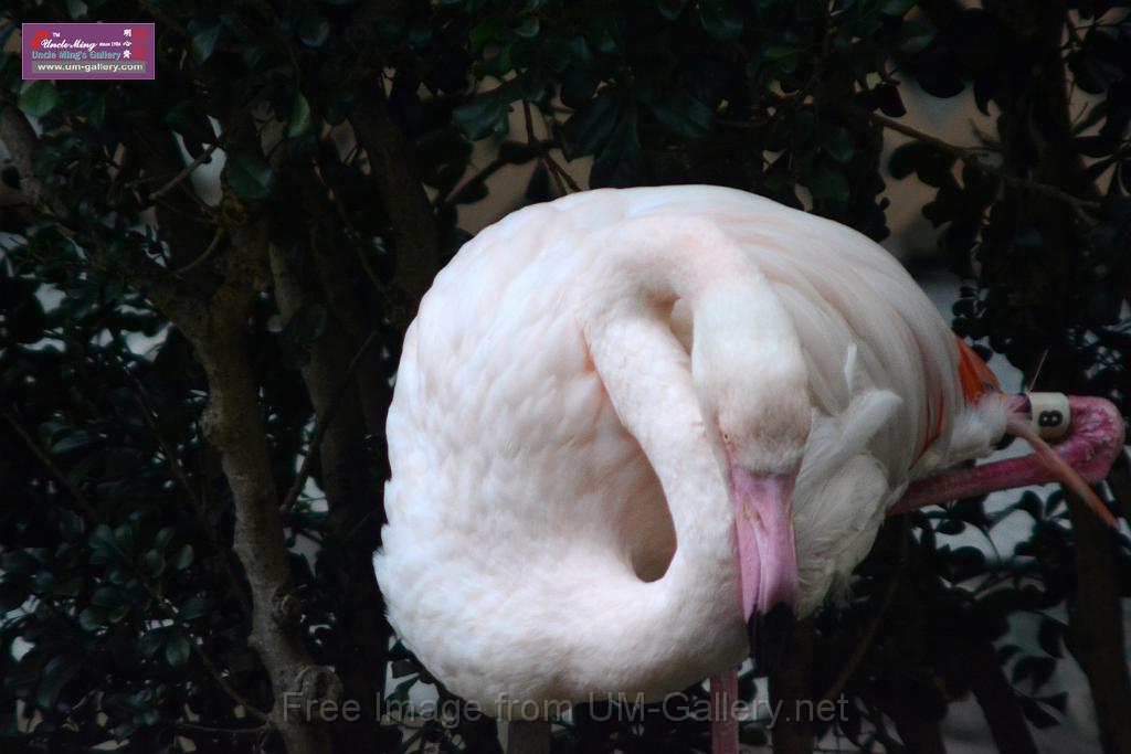 20170212sm-kln-park-bird_DSC_8891.JPG