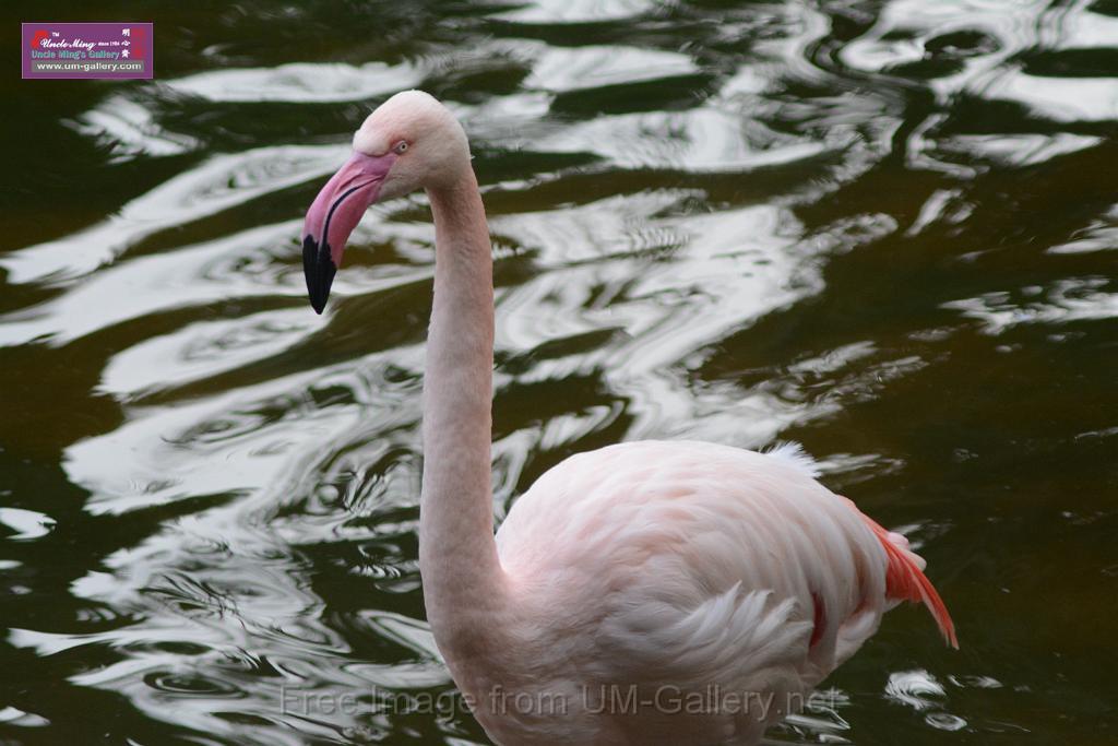 20170212sm-kln-park-bird_DSC_8915.JPG