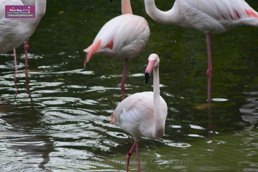 20170212sm-kln-park-bird_DSC_8918.JPG