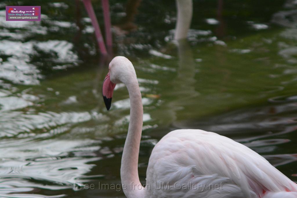 20170212sm-kln-park-bird_DSC_8921.JPG