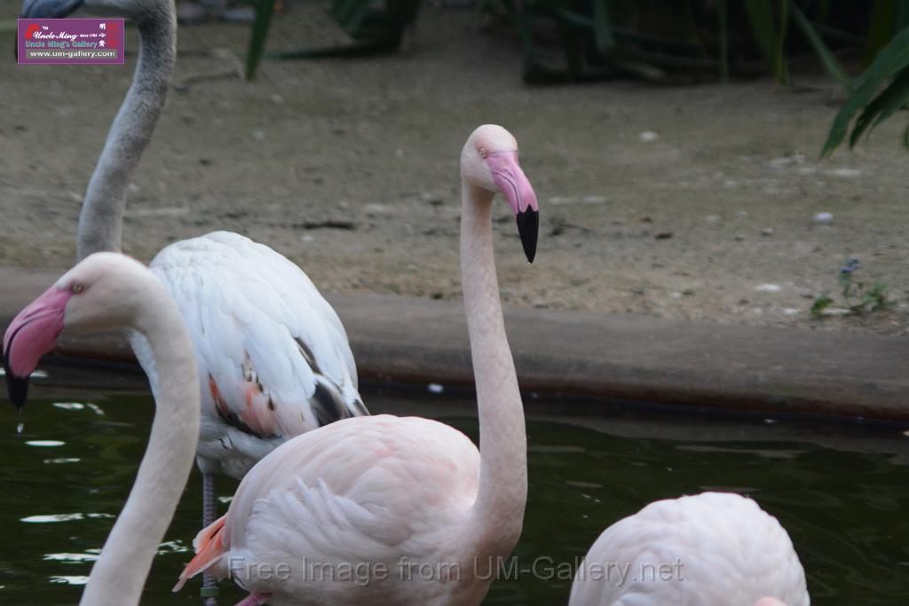 20170212sm-kln-park-bird_DSC_8926.JPG