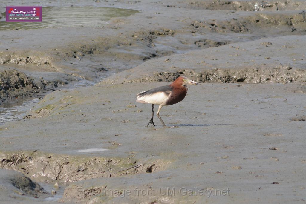 20170709bird-yuenlong_DSC9357.JPG