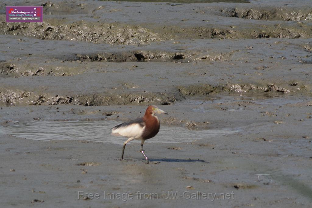 20170709bird-yuenlong_DSC9359.JPG