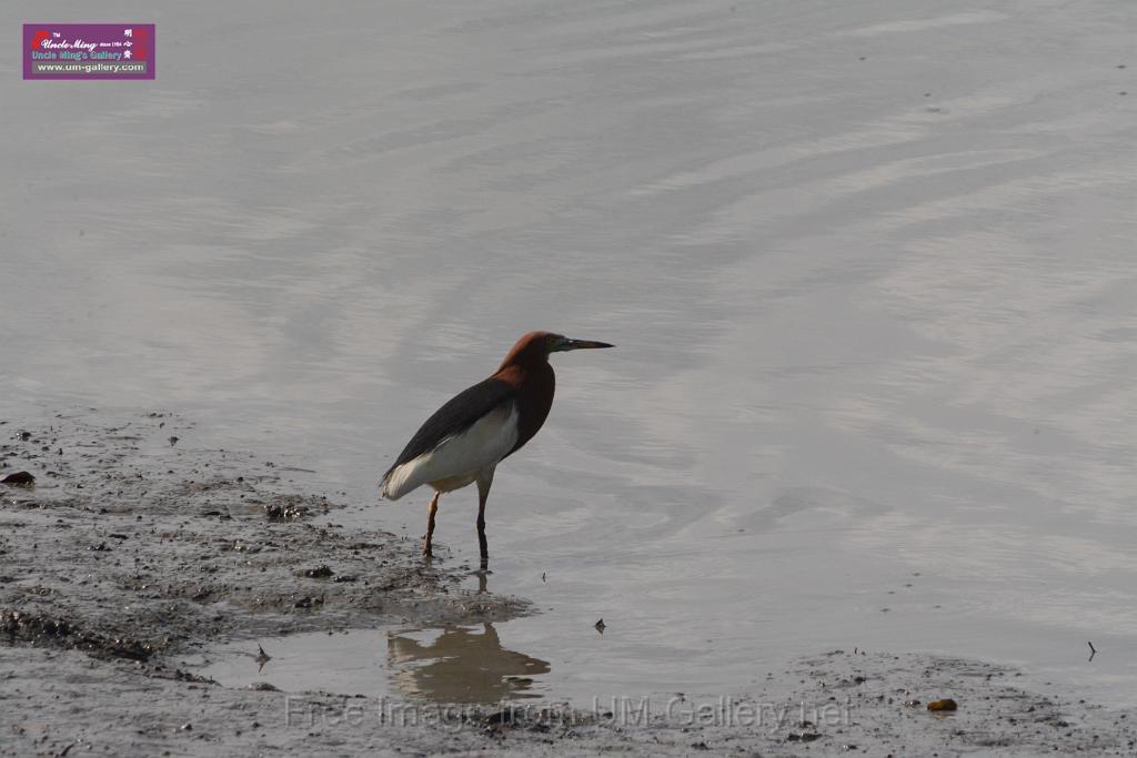 20170709bird-yuenlong_DSC9364.JPG