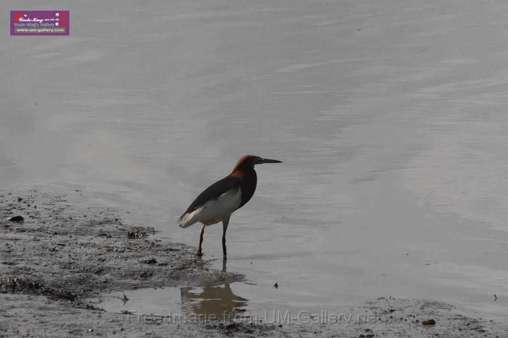 20170709bird-yuenlong_DSC9365.JPG