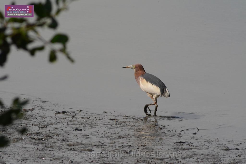 20170709bird-yuenlong_DSC9366.JPG