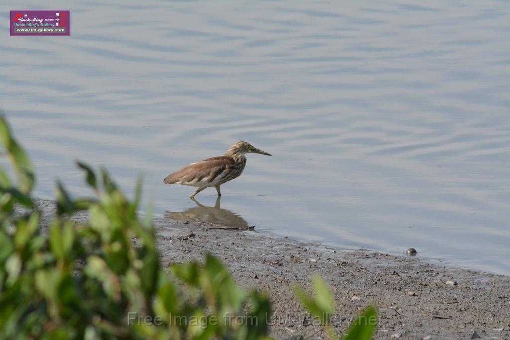 20170709bird-yuenlong_DSC9381.JPG