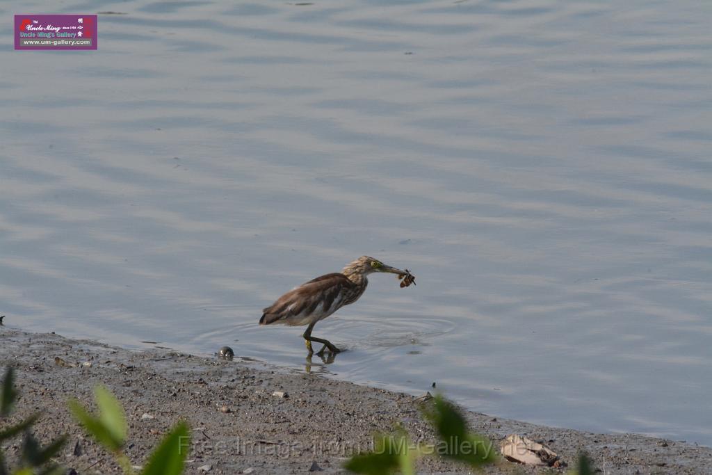 20170709bird-yuenlong_DSC9382.JPG