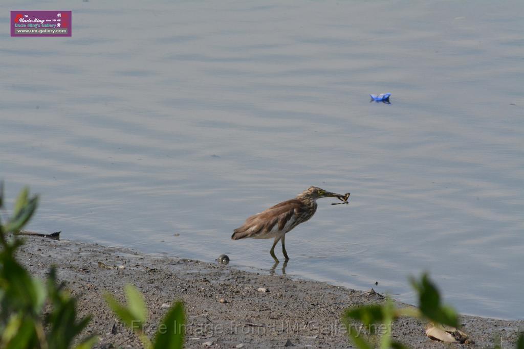 20170709bird-yuenlong_DSC9383.JPG