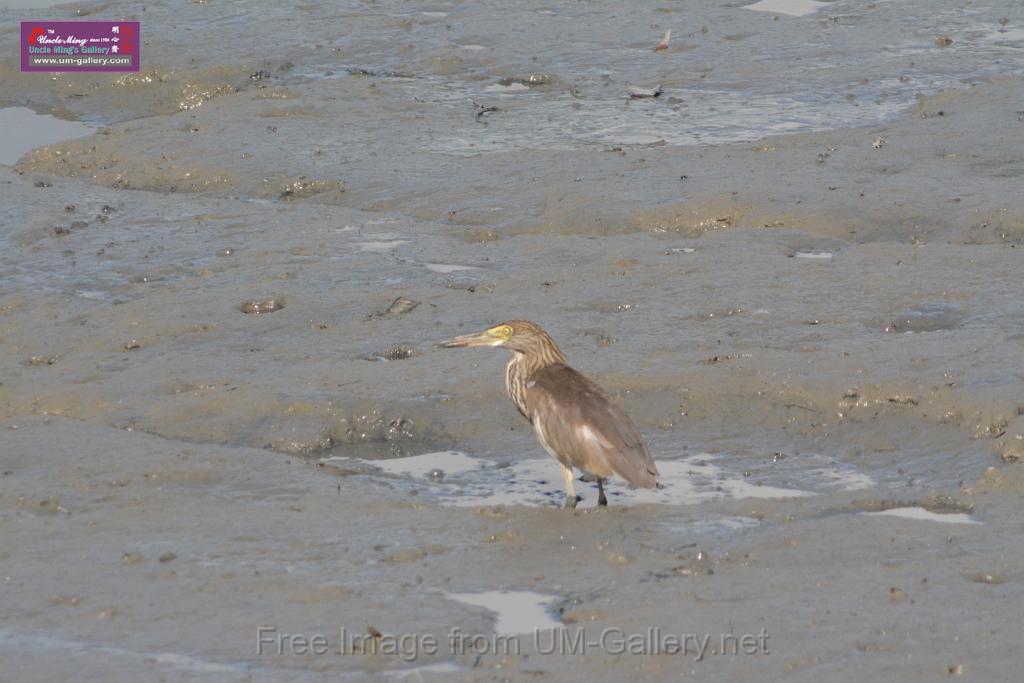 20170709bird-yuenlong_DSC9391.JPG