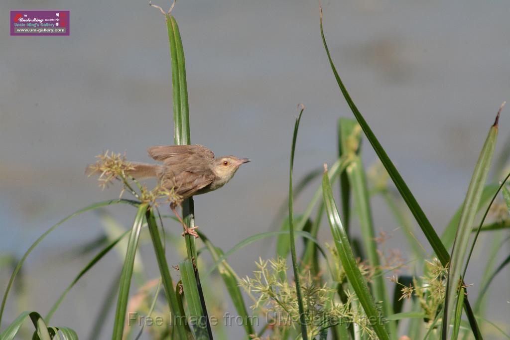 20170709bird-yuenlong_DSC9395.JPG