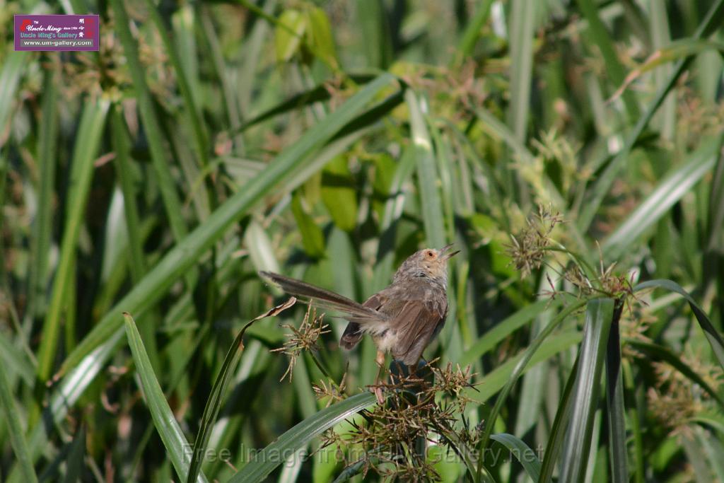 20170709bird-yuenlong_DSC9402.JPG