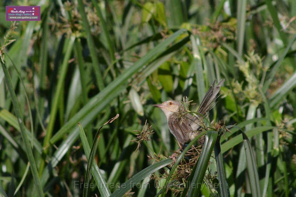 20170709bird-yuenlong_DSC9403.JPG