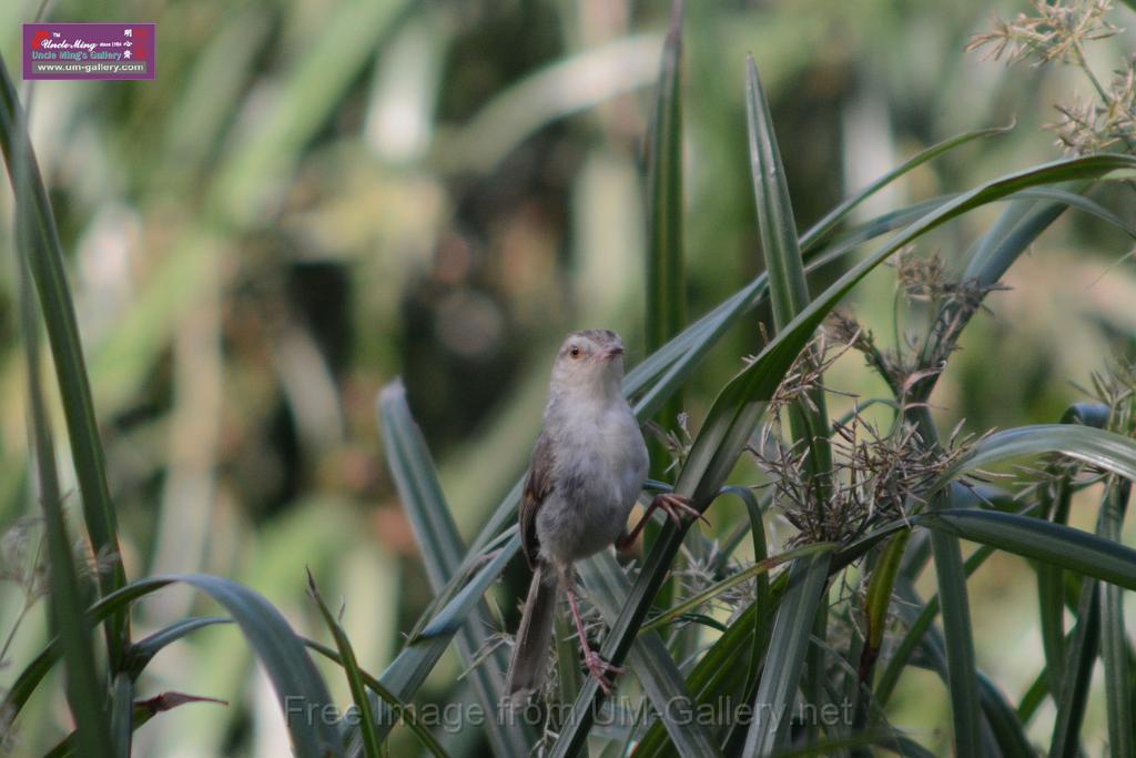 20170709bird-yuenlong_DSC9412.JPG